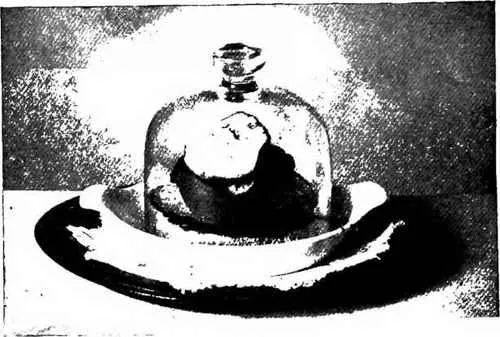 Mushrooms Cooked Under Glass